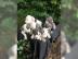 American Staffordshire Terrier Welpen