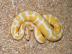 Ball Pythons Schlangen zu verkaufen
