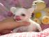 Chihuahua Welpen Fur 200