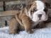 Wundersch�ne Englisch Bulldoggen W
