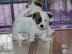 Zuckers��e Jack Russell Welpen. Whatsapp