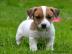 Luxus Welpen Jack Russell Terrier