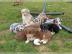 Liebevolles Aussie Aussie Babys mit ASCA