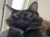 Maine Coon K�tzchen zur Adoption freigeg