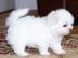 s��er Bichon Malteser Welpen
