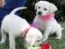 Abgabebereit! Labrador Welpen mit Papier