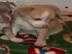Chihuahua Welpen lang Haar.     preis: 12