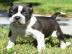 Pit-Bull-Terrier-Welpen m�nnlich und wei