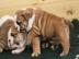 Englische Bulldogge - English Bulldog