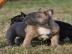 Reinrassige Franzsische Bulldogge Baby