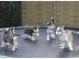 Extrem s��e Siberian Husky Welpen
