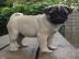 Mops Welpen f�r Ihre Weihnachts