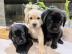 Wundersch?ne Labrador Welpen