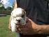 Englischer Bulldoggenwelpe