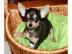 Chihuahua welpen LH & KH