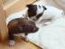 !! S��e Mini Chihuahua Mix Welpen zu ver
