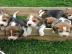 Reinrassige Beagle-Welpen erhltlich
