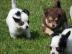 Wundersch�ne, Typ volle Chihuahua-Welpen