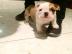 Reinrassige Englische Bulldoggen welpen
