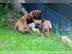 Rhodesian Ridgeback Welpen mit Papieren