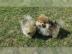 Pomeranian Zwergspitz Babys