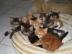 Super s��e Maine Coon Babys abzugeben!