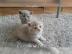 Reinrassige BKH Katzen Babies. 