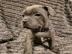 American Staffordshire Terrier Welpen Wh