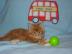 Maine Coon