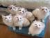 Ragdoll-K�tzchen mit Stammbaum