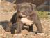 Gesunde American Pit Bull terrier