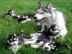 Reinrassige blauen Augen Siberian Husky