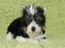Biewer Yorkshire Terrier Bub