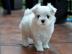 MINI Malteser Welpen 12 Wochen Zum Versc
