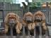 Wundersch�ne Bordeaux Doggen Welpen, abg
