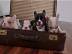 Franz�sische Bulldog-Welpen. 
