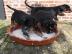 Doberman Pinscher Welpen