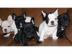 Franz?sische Bulldoggen Welpen
