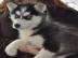 Unsere Siberian Huskies