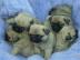 5 Mops Welpen