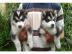 Sch�nen Husky-Welpen zu verkaufen . 