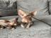 Sphynx Katzchen abgabebereit mit Stammba