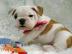 Adorable English Bulldog Welpen zum Verk