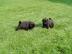 Mops welpen zu verkaufen