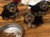 Zuckers??en Yorkshire Terrier Welpen