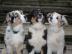 Australian Shepherd Welpe, ASCA