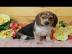 Beagle Welpen verf?gbar WhatsApp. 