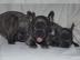 Blaue Franz�sische Bulldogge welpen