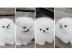 Zwergspitz / Pomeranian welpen   preis: