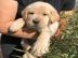 Kennel Club registrierte Labrador-Welpen